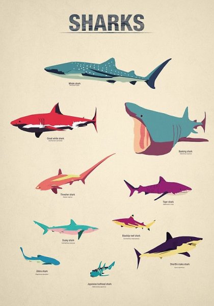 Акула Постер