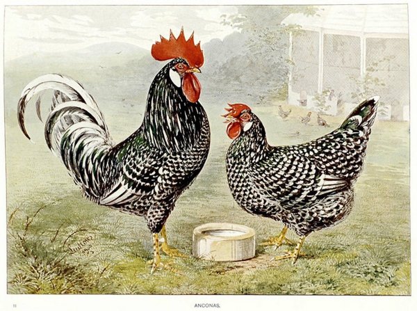 Советский плакат курица