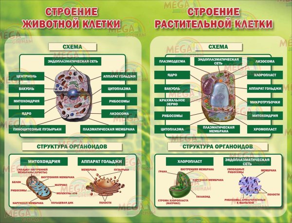 Стенды по биологии