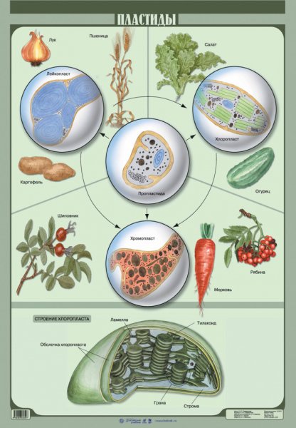 Эволюционное Древо по биологии