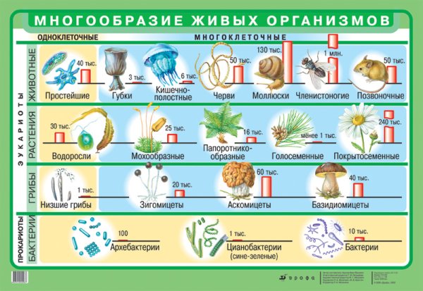 Микробиология плакат
