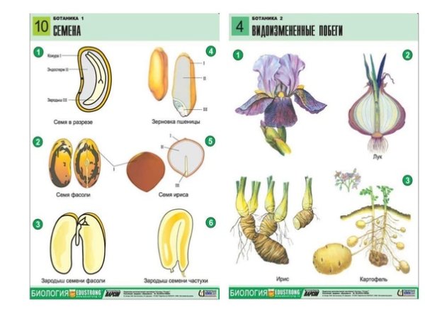 Строение нуклеиновых кислот биология