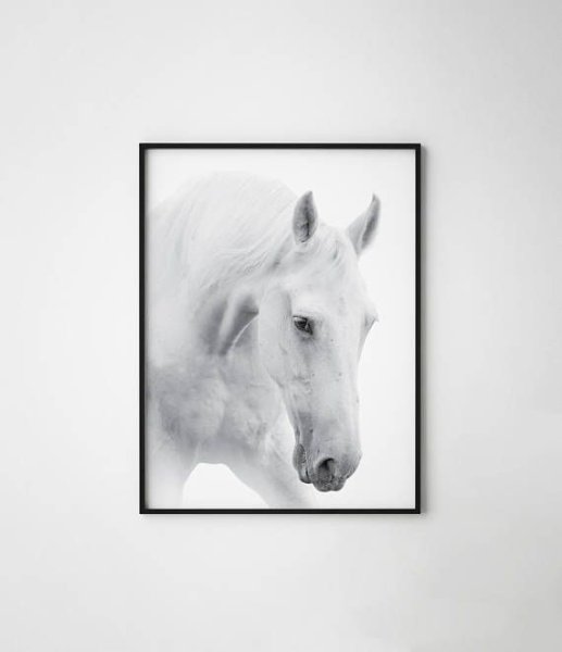 Постер лошадь черно белый