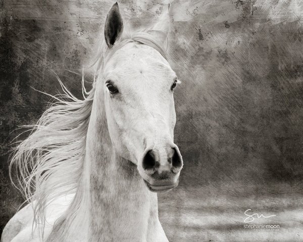 Аватарки лошади черно белые