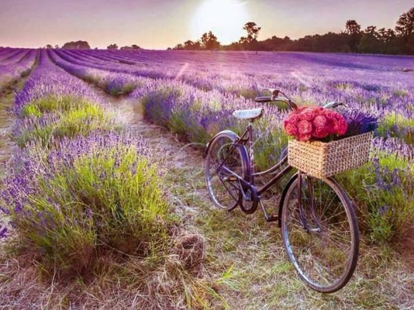 Велосипед Прованс