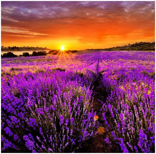 Алмазная мозаика Лавандовое поле 40х50