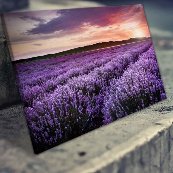 Лавандовое поле wb4850