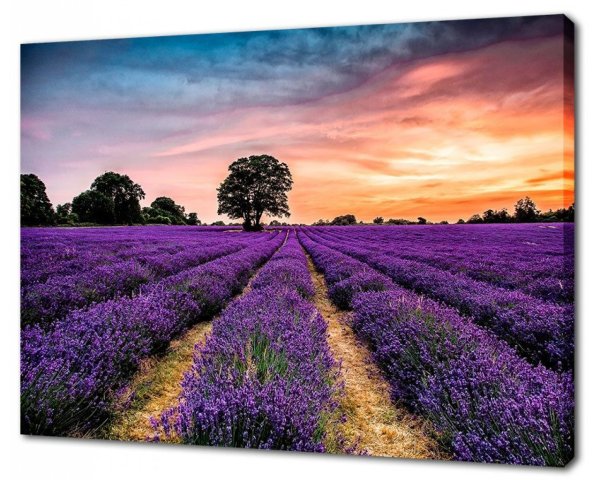 Лаванда (размер: 180*145)