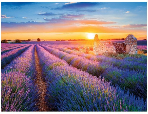 Лавандовые поля в Провансе Франция