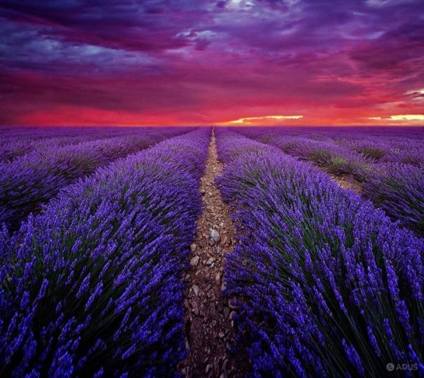 Лавандовое поле солнце