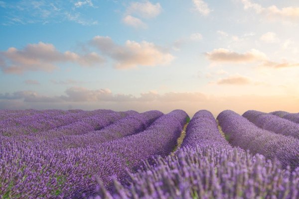 Provence (Прованс) 2021