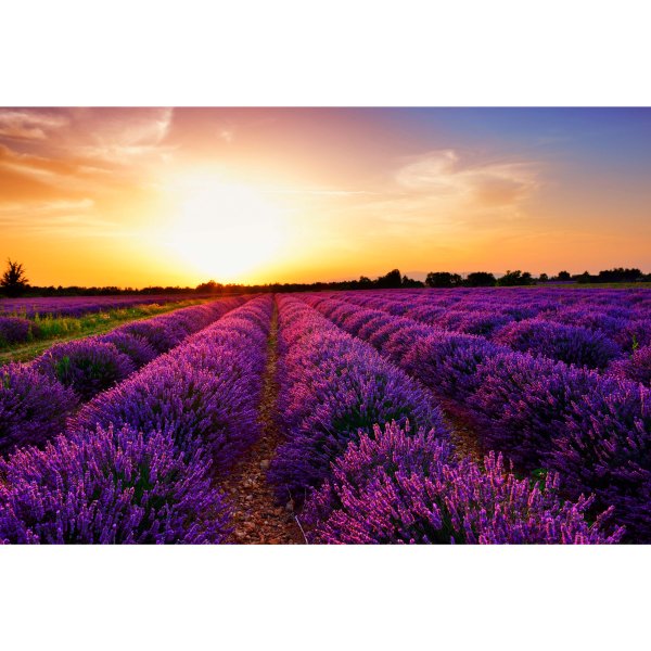 Картинки на рабочий стол Лаванда