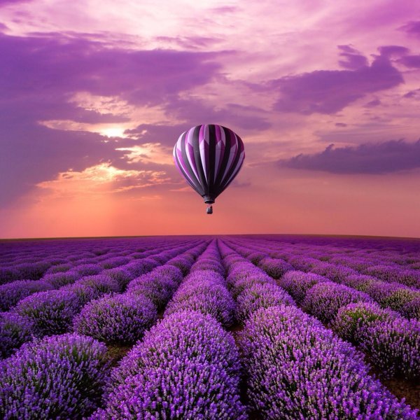 Лаванда и воздушный шар