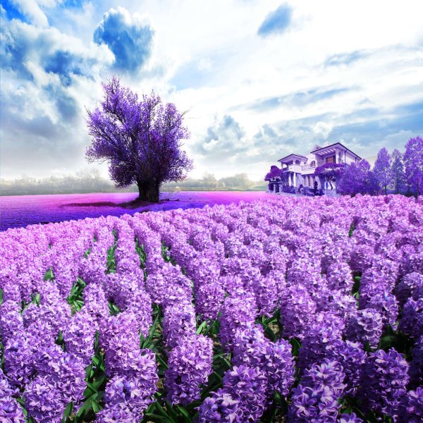 Алмазная мозаика Лавандовое поле