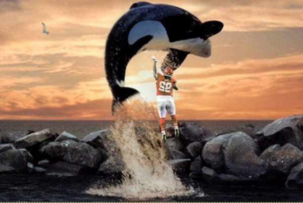 Освободите Вилли мультфильм