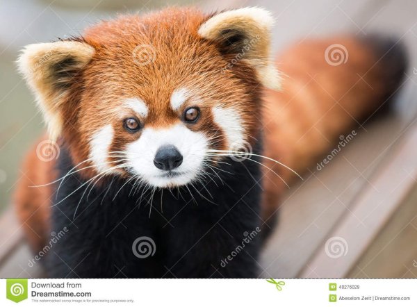 Красная Панда описание