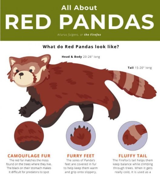 Красная Панда арт