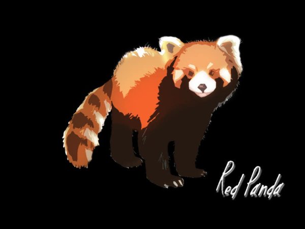 Тетради из фикс прайса Red Panda