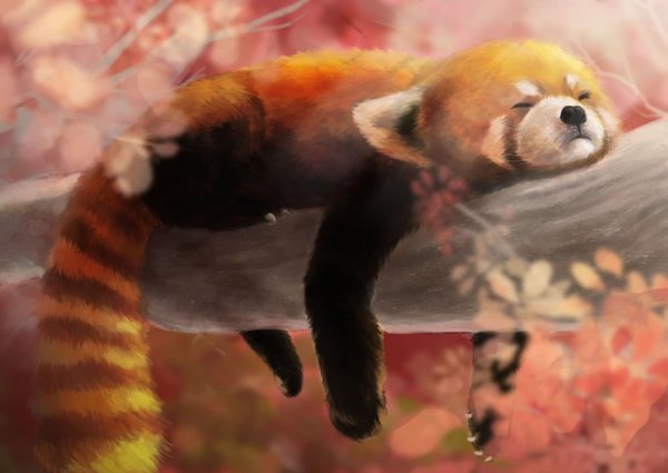 Красная Панда арты