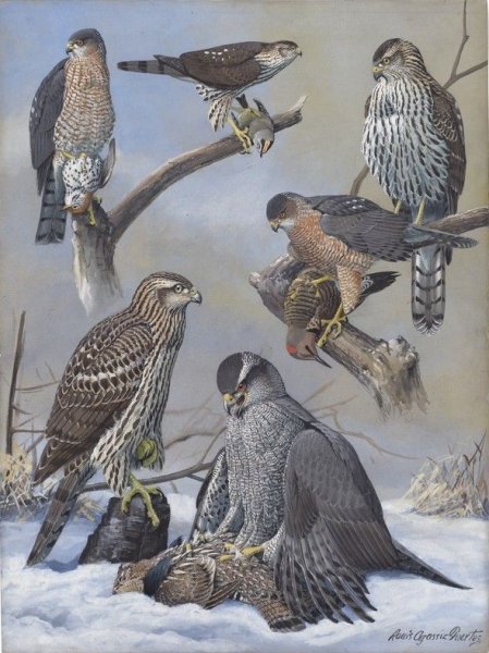 Фотосессии в стиле фильма Хищные птицы