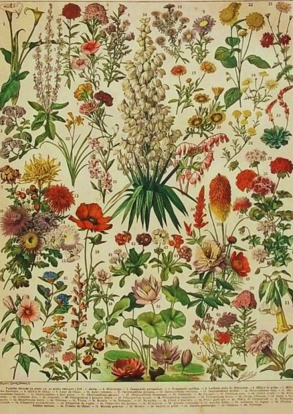 Даринчи Ботанический атлас