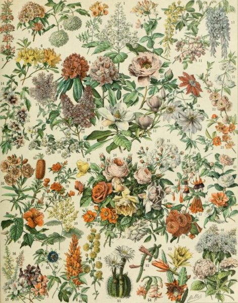 Адольф Миллот - Ботанические иллюстрации