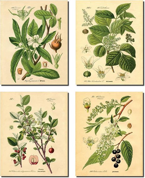 Старинные изображения растений