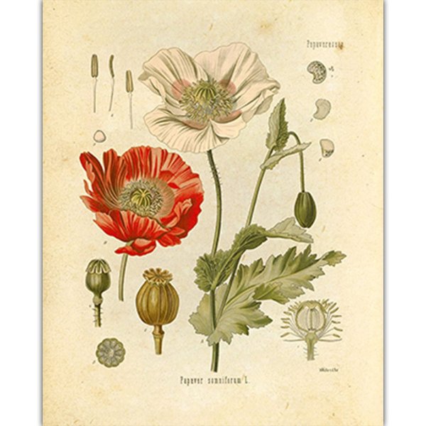 Мак снотворный гербарий