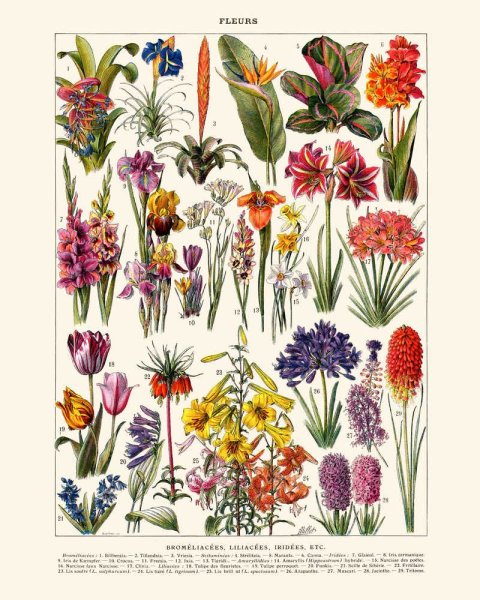 Винтажные Ботанические постеры