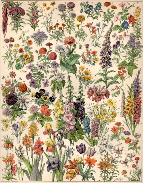 Адольф Миллот иллюстрации