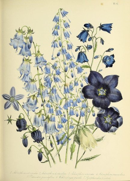 Ботанический атлас Джейн Лаудон