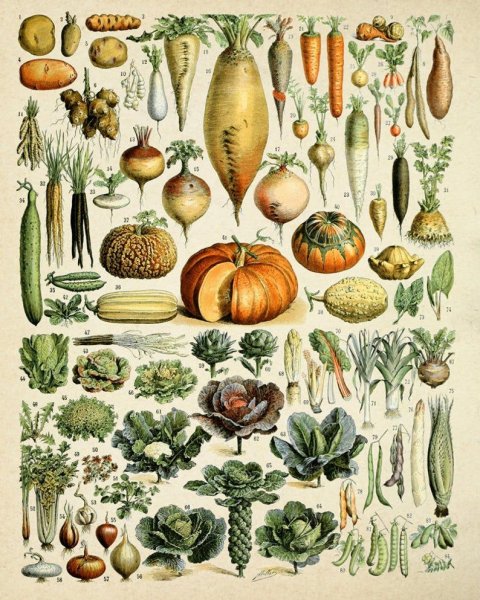 Botanical illustration овощи