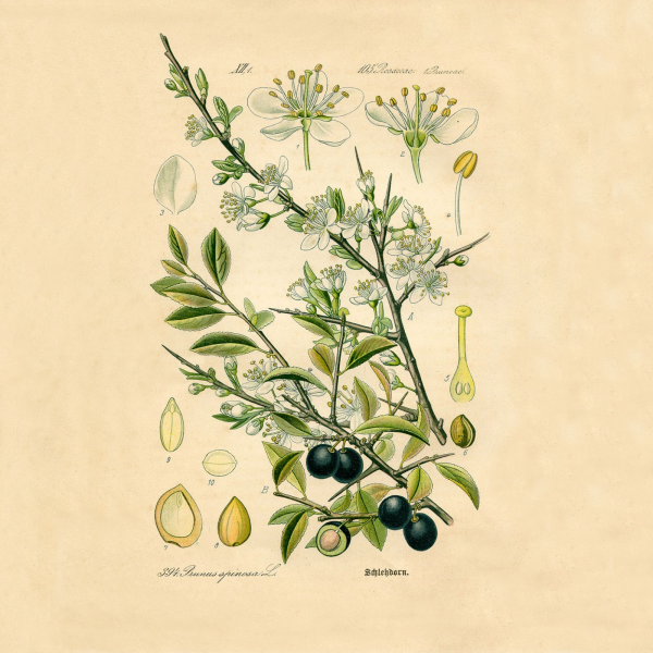 Маслина европейская гербарий