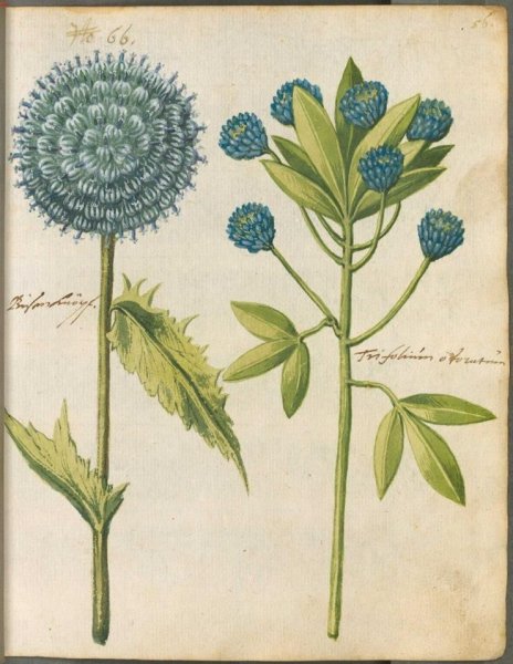 Старинные Ботанические иллюстрации