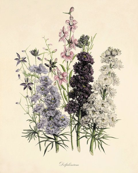 Ботанический атлас Джейн Лаудон