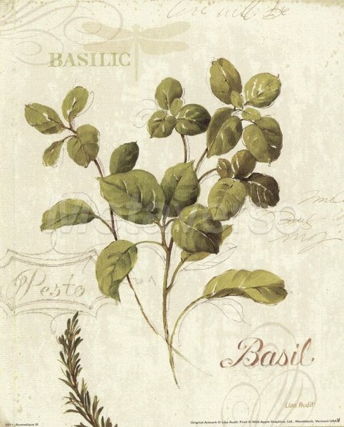 Ботанические иллюстрации прованские травы