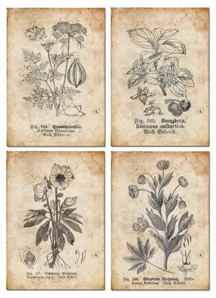 Старинная Ботаническая книга