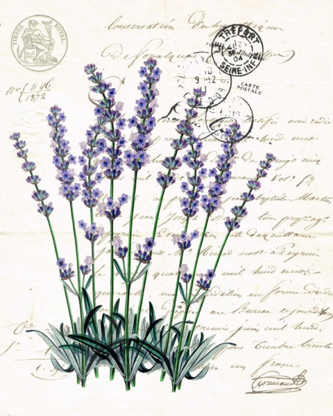 Lavandula Ботанический рисунок