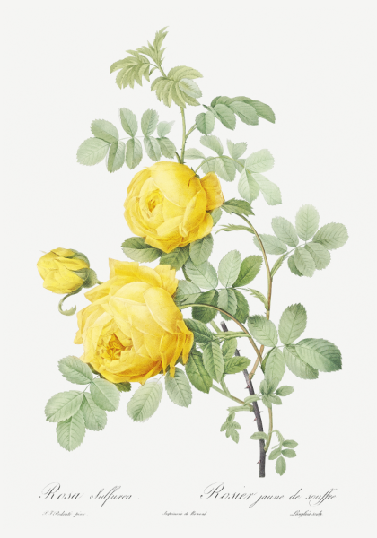 Пьер Жозеф редуте