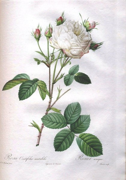 Ботанический атлас Пьера редуте