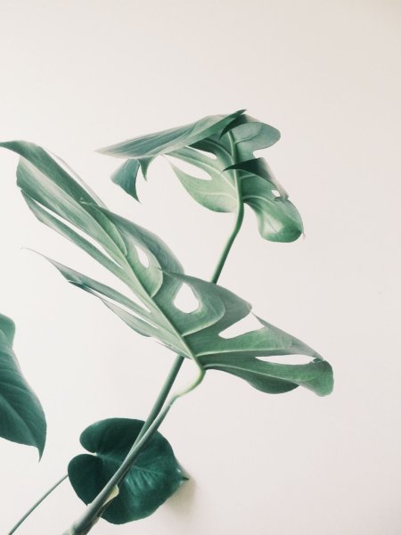 Постер Сканди Monstera