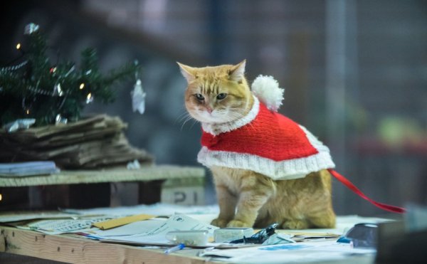 Рождество кота Боба (2020) (a Christmas Gift from Bob)