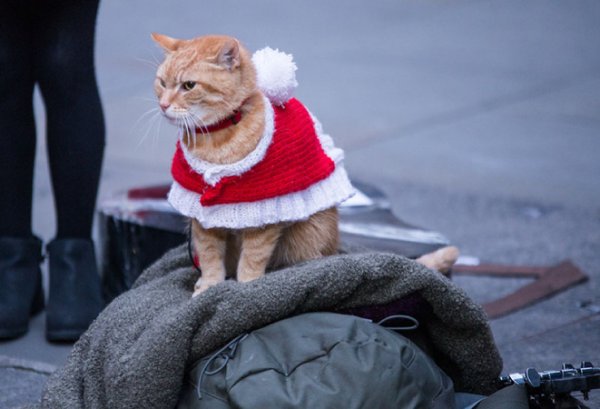 Рождество кота Боба