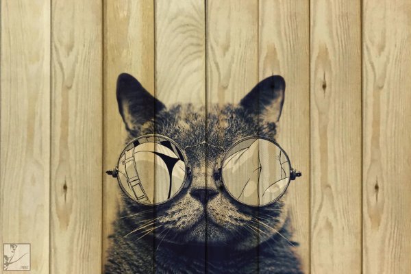 Кот в стиле поп арт