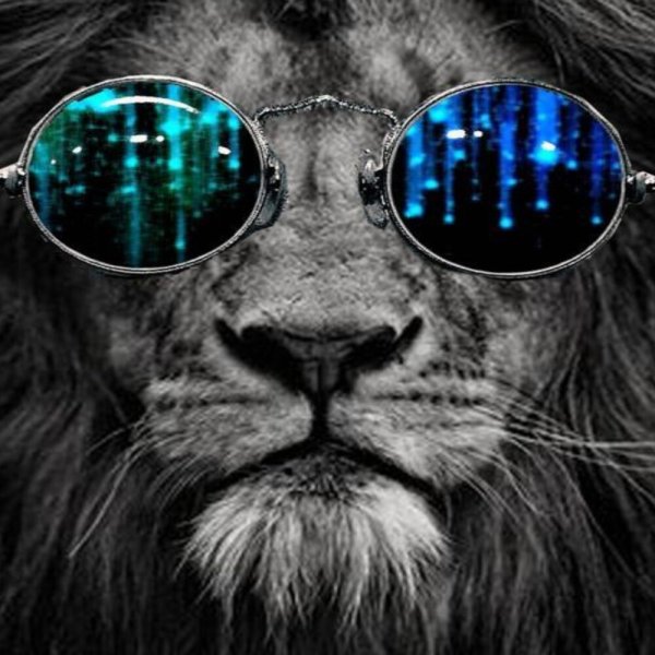 Кот в очках фон