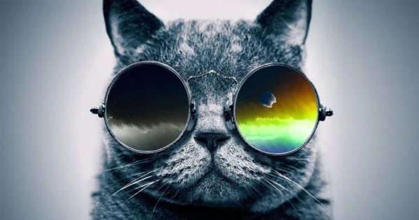 Кот в очках обои на телефон вертикальные