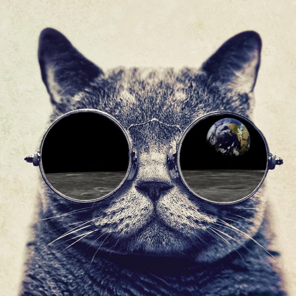 Кот в очках