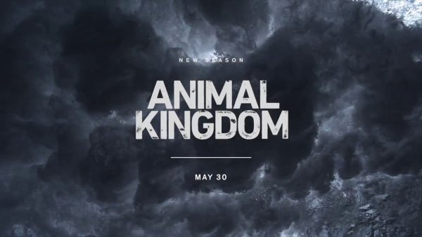 Animal Kingdom Постер