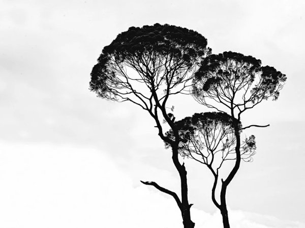 Черно белая Франция