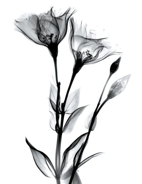 Albert Koetsier рентген цветов